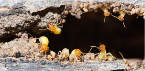 Melbourne Termite Control